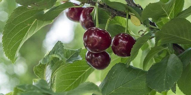 Aprikosen und Kirschen sollten unmittelbar nach der Ernte oder kurz vor dem Austrieb geschnitten werden, da im Winter häufiger Infektionen durch diverse Bakterien- und Pilzkrankheiten auftreten können. (Bild Pixabay)