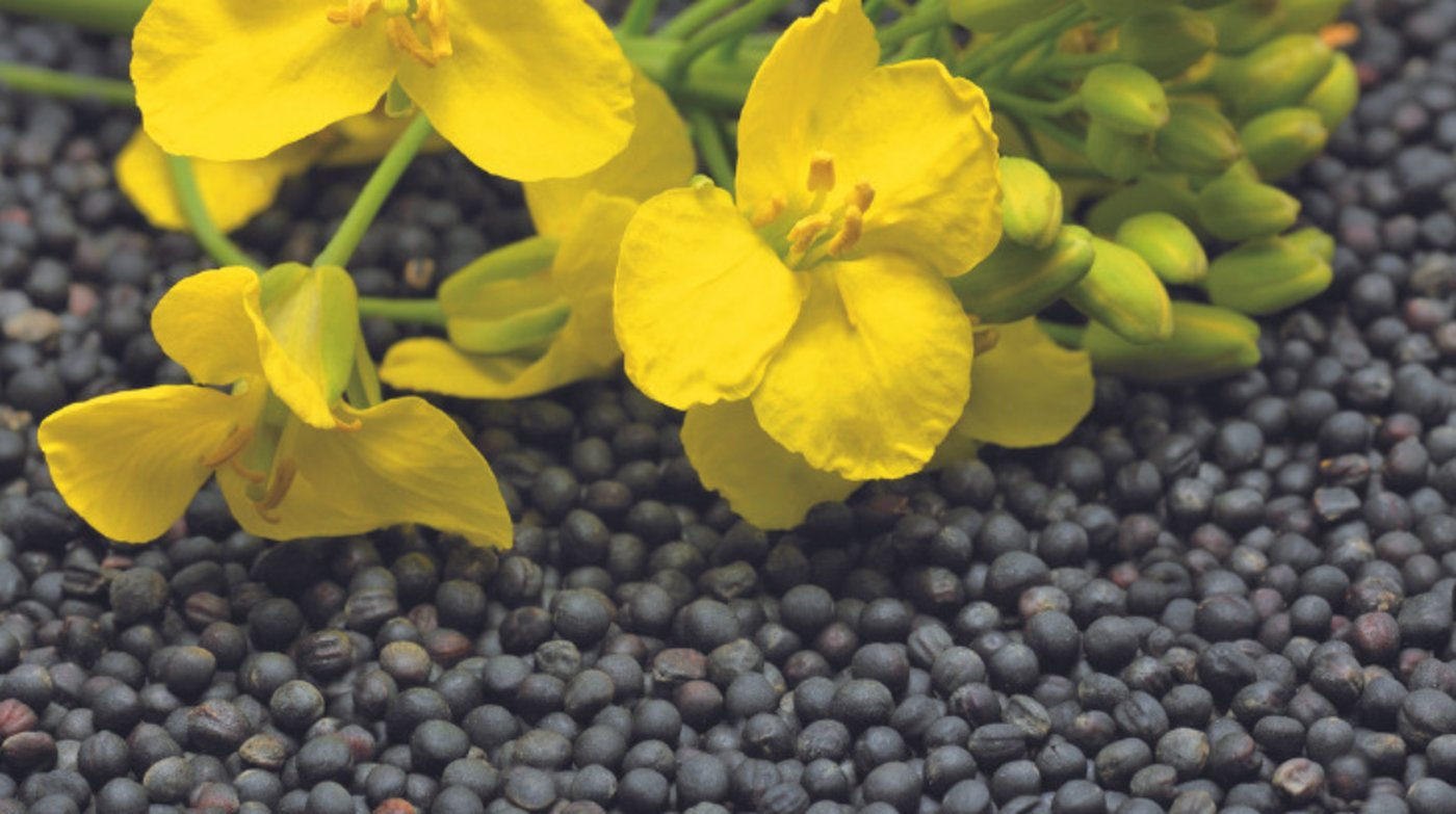 Raps ist gefragt und die Preise höher als 2020. Die Sonnenblumen-Preise werden zu einem späteren Zeitpunkt publiziert. (Bild Swiss Granum)