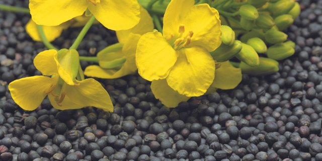 Raps ist gefragt und die Preise höher als 2020. Die Sonnenblumen-Preise werden zu einem späteren Zeitpunkt publiziert. (Bild Swiss Granum)