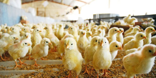 Gutes Management in der Startphase legt in der Pouletmast den Grundstein für einen erfolgreichen Umtrieb. Wenn dieses stimmt, müssen auch weniger Antibiotika eingesetzt werden.(Bild Paco/Stock Adobe)