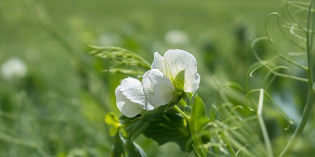 Das Webinar bietet einen virtuellen Rundgang durch den Zuchtgarten für Leguminosen bei gzpk und Informationen zu den künftigen Bio-Sorten aus erster Hand. (Bild Pixabay)