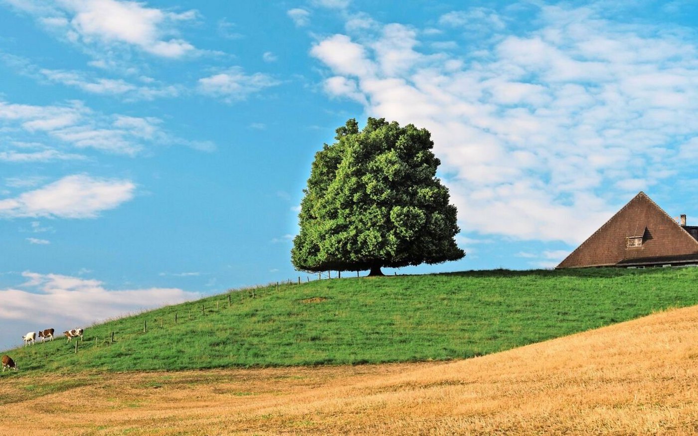 Die Linde ist ein traditioneller Baum Mitteleuropas, bekannt für ihre herzförmigen Blätter, duftenden Blüten und ihre Rolle als Symbol für Frieden und Gemeinschaft. 