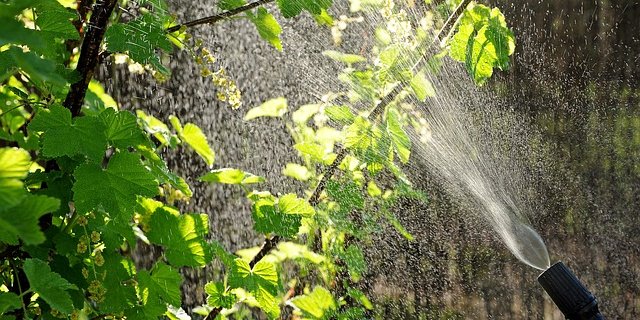 Unter anderem fordert Bio Suisse einen griffigen Gegenvorschlag zu den Pflanzenschutz-Initiativen. (Bild pixabay)