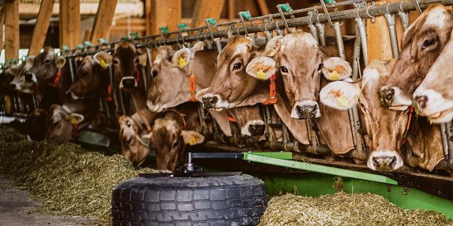 Mit ihrem Futterschieber holten Joel Ming und Adrian Zumstein 2019 den Sieg im Innovationswettbewerb.