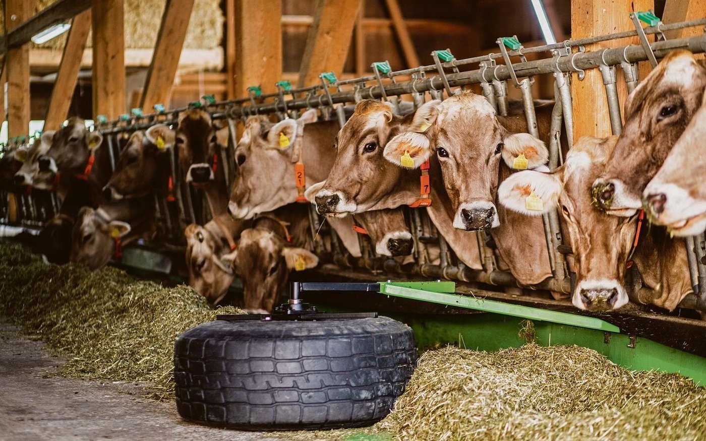 Mit ihrem Futterschieber holten Joel Ming und Adrian Zumstein 2019 den Sieg im Innovationswettbewerb.