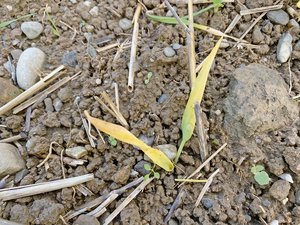 Ackerbau: Drahtwürmer in der Wintergerste beobachtet Gelbe Blätter bei der Wintergerste deuten auf einen Drahtwurmbefall hin. (Bilder Marcel Bucher, Landor)