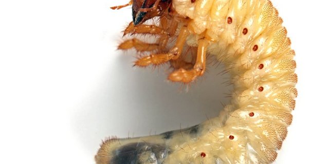 Für die Bekämpfung von Energlingen präparierte der Plantahof Gerstenkörner mit einem Pilz. Der Pilz breitet sich nach dem Säen aus und greift dann Engerlinge an. (Bild Klaus Eppele - Fotolia) 