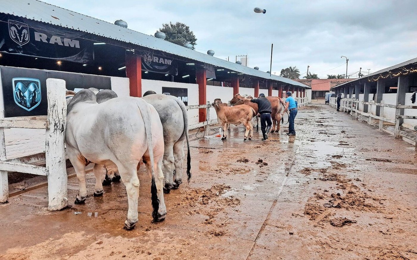 Wie hierzulande: Regelmässig gönnt man den ausgestellten Tieren etwas Ruhe. Während sie gewaschen oder spazieren geführt werden, misten die Stallkräfte die Boxen aus.  