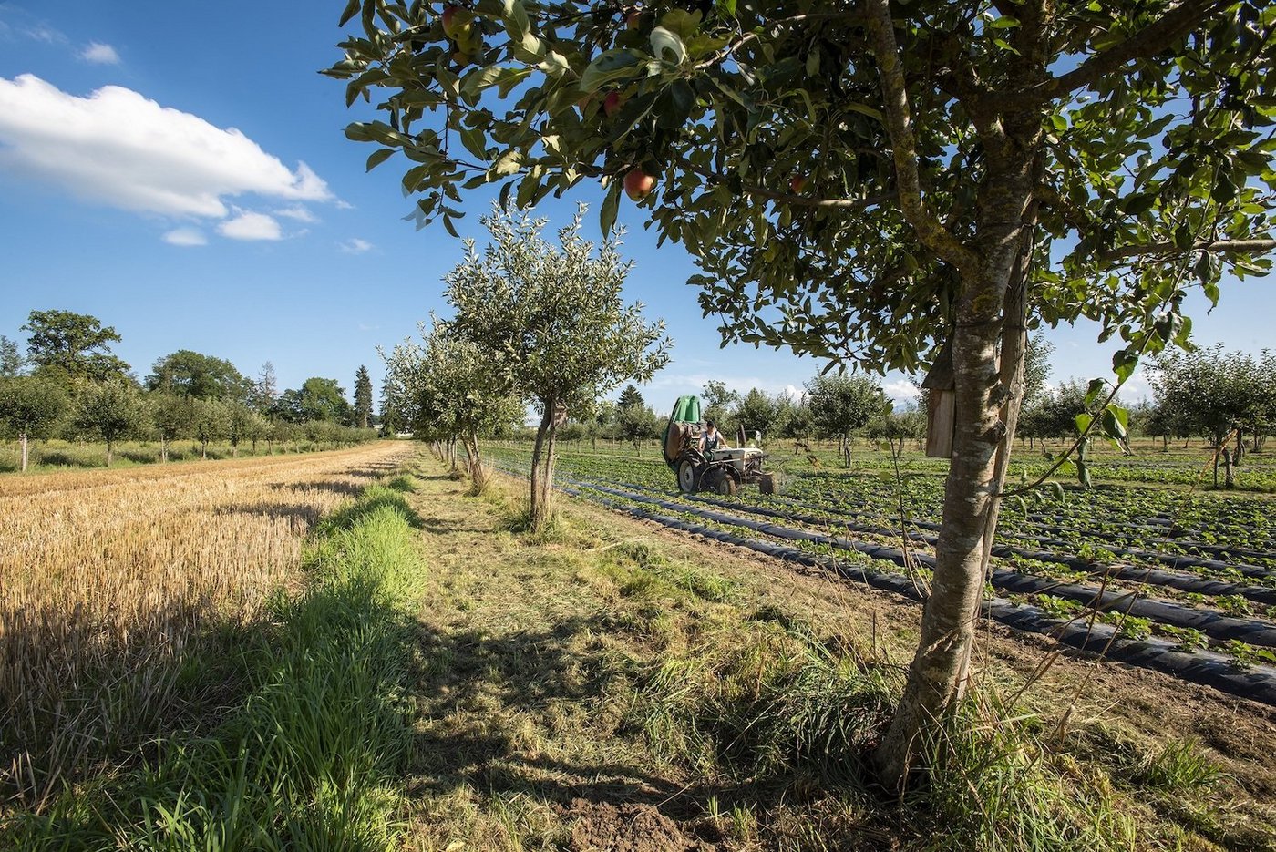 Die Agroforstwirtschaft kann Umwelt-Defizite der Landwirtschaft ausgleichen.