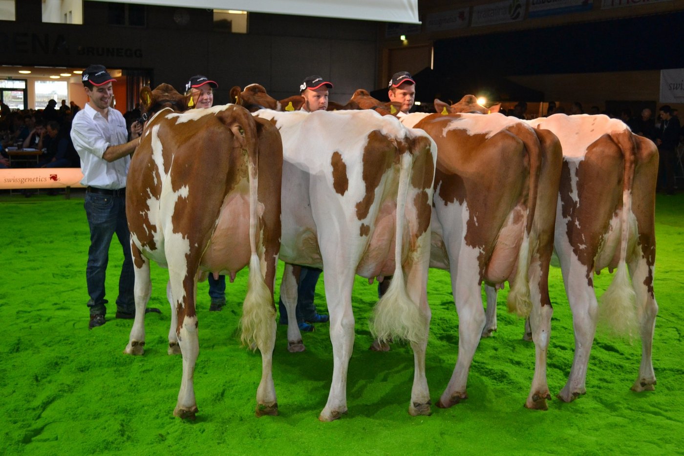 Die Töchtergruppe von Frontrunner Dumper: Ein Stier, der sicher Ausstellungskühe hinterlassen kann.