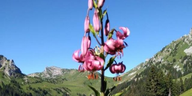 Sogar die geschützte Türkenbundlilie ist nicht sicher vor den Ziegen. (Bild zVg)