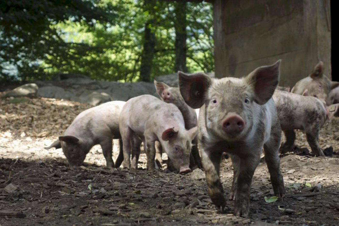Draussen an der frischen Luft, zufrieden in der Erde wühlen: So stellen sich die Konsumentinnen und Konsumenten ein Schweineleben vor. Im Laden zieht jedoch tiergerecht produziertes Fleisch gegenüber konventionellem Rabatt-Fleisch meist den Kürzeren. (Bild Pixabay)