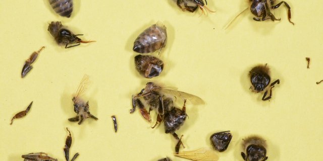 In Mähaufbereiter werden Bienen regelrecht zerstückelt. Daher wird empfohlen, auf solche Geräte zu verzichten oder sie nur bei geringem Bienenflug einzusetzen. (Bild Apisuisse)