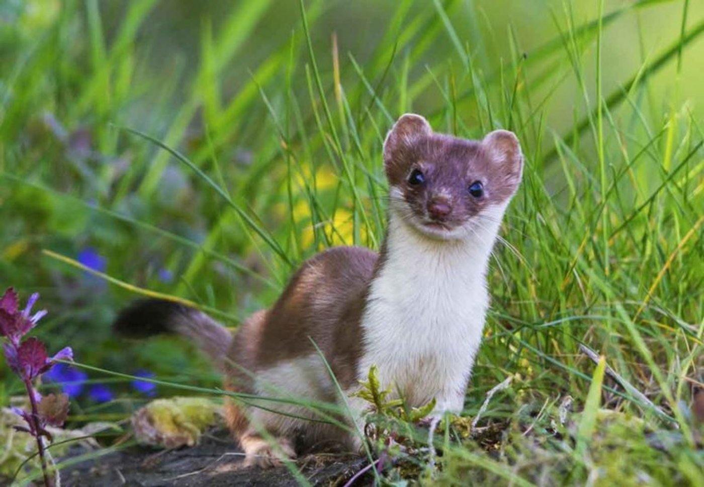 Der Hermelin ist eine Marderart und wurde nun von der Naturschutzorganisation Pro Natura zum Tier des Jahres gekührt. (Bild Stefan Gerth)