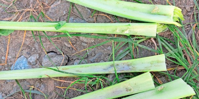 Einstiche Rapserdfloh und Larvengänge.