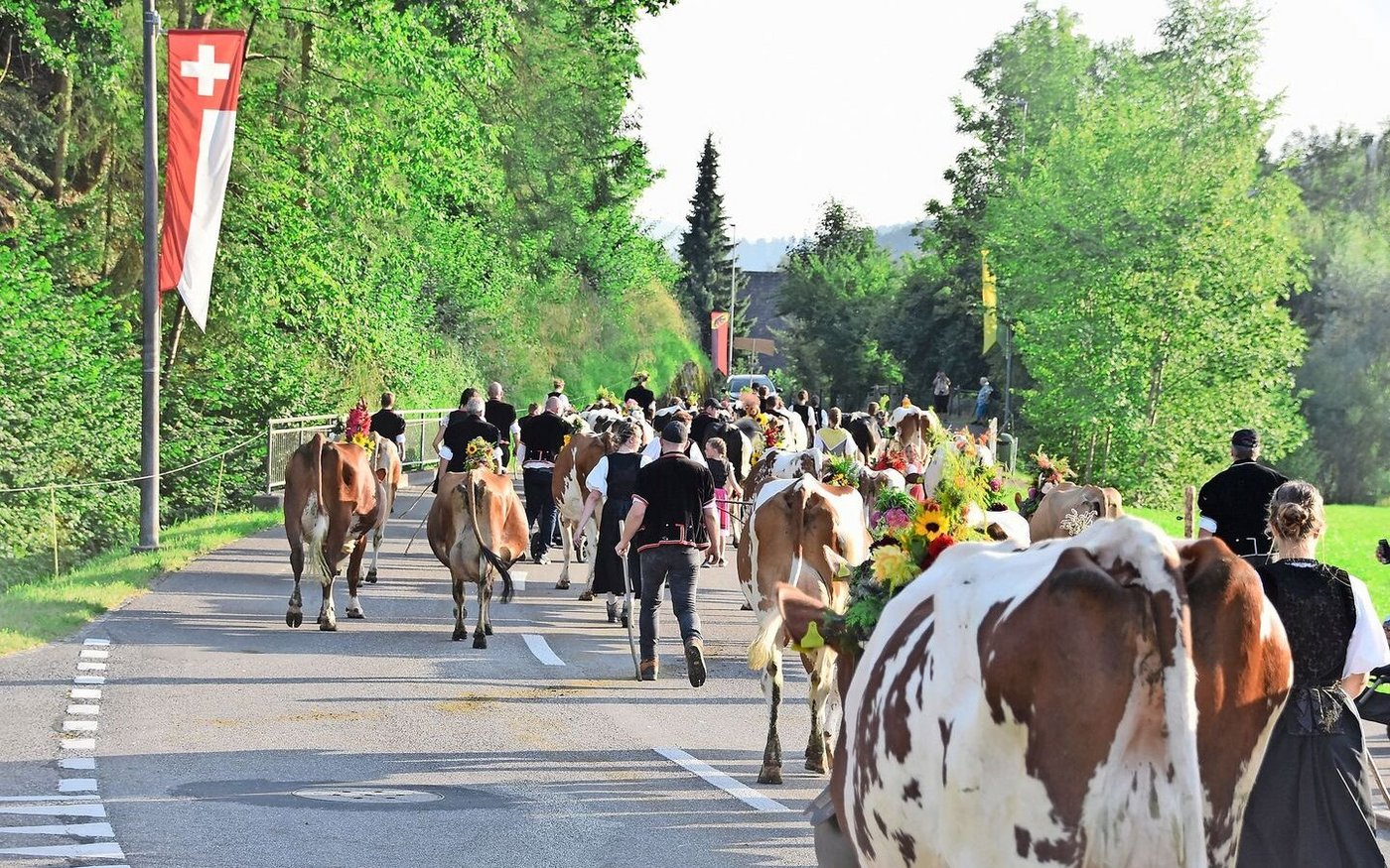 Nach zwei Runden durchs Dorf ging es wieder heimwärts zu. Vier Betriebe, mit insgesamt 60 Kühen, machten beim Umzug mit. 