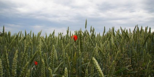Steigen Ackerbauern auf Bio um, so wird die Biodiversität teilweise erhöht. (Bild: ji)
