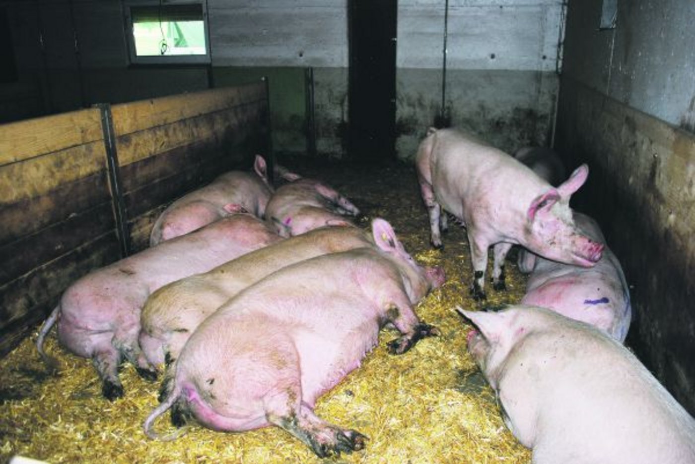 Trotz vieler Vorschriften und hohem Tierwohl ist Schweinefleisch gemäss dem Detailhandel  bei den Konsumenten immer  weniger beliebt.(Bild Peter Fankhauser)