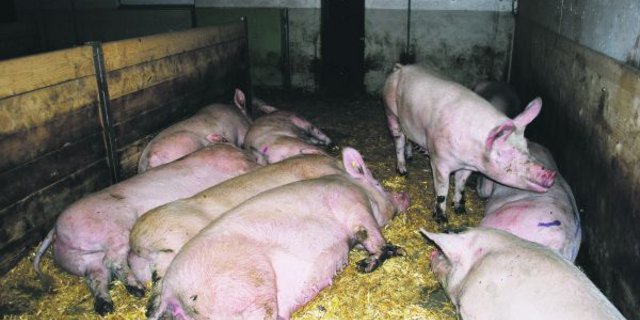 Trotz vieler Vorschriften und hohem Tierwohl ist Schweinefleisch gemäss dem Detailhandel  bei den Konsumenten immer  weniger beliebt.(Bild Peter Fankhauser)