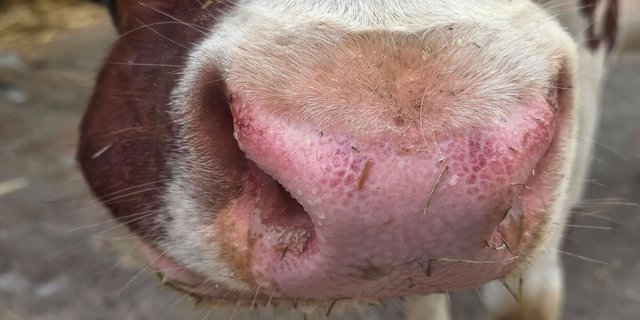 Wer Kühe im Stall mit solchen Nasen hat, muss den Tierarzt kontaktieren. Blauzunge ist weiterhin meldepflichtig. 