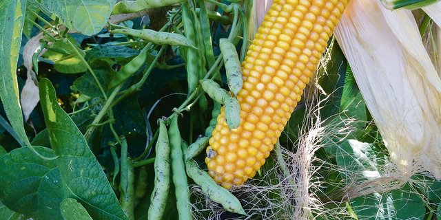 Mais und Bohnen werden vermehrt als Mischkultur für die Rindviehfütterung angepflanzt. An der Herbsttagung vom LZ Liebegg kann ein Versuch besichtigt werden. (Bild Andrea Zemp)