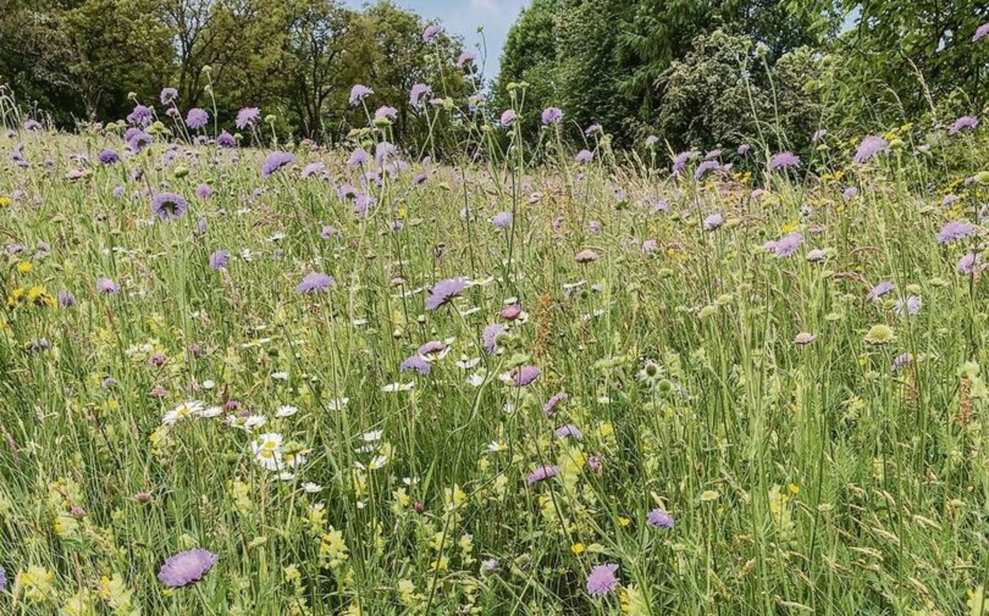Wer dem Klappertopf auf den BFF an den Kragen will, sollte den flexiblen Schnittzeitpunkt nutzen, bei dem einfacher gegen Problempflanzen vorgegangen werden kann. 