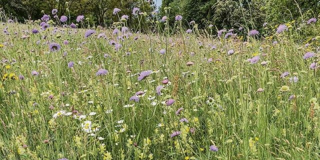 Wer dem Klappertopf auf den BFF an den Kragen will, sollte den flexiblen Schnittzeitpunkt nutzen, bei dem einfacher gegen Problempflanzen vorgegangen werden kann. 