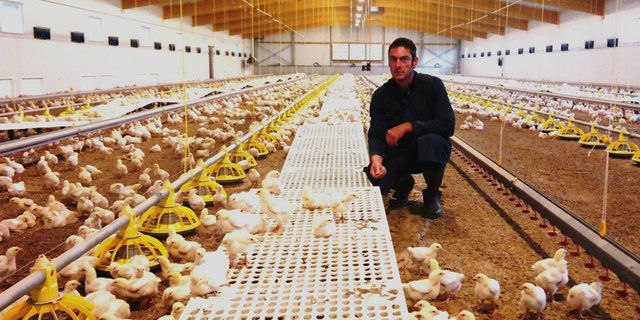 Der Freiämter Hanspeter Grod in der grosszügigen Pouletmasthalle mit gedecktem Auslauf. Insgesamt haben Grods 1,1 Mio Franken in die Pouletmast investiert. (Bild: Josef Kottmann)