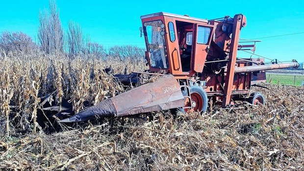 Die alte «Mähdrescher-Dame» von Egon Tschols Lohnunternehmer im Einsatz auf dem Maisfeld. Es ist das erste Jahr, in dem der Auswanderer maschinell auf fünf Hektaren Mais säen konnte. 