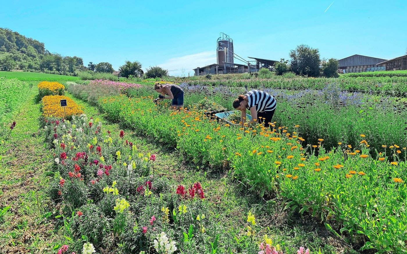 In Kloten locken zwei Hektaren mit Blumen zum selber schneiden. Der dortige Römerhof ist der kleinste der vier Jucker-Farm-Betriebe.