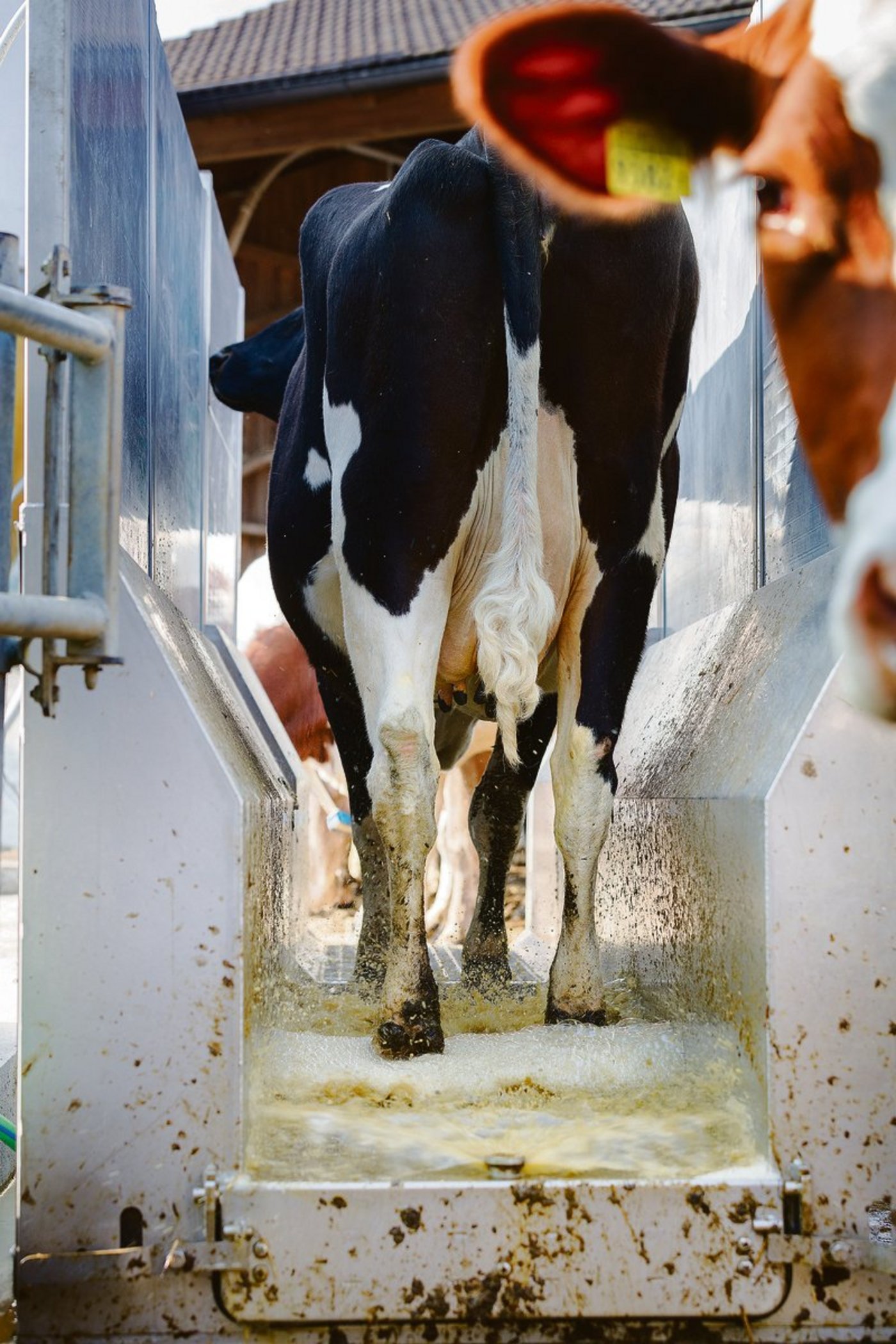 Dauerbrenner Mortellaro: Das Klauenbad hilft bei der Bekämpfung. Wichtig ist auch Vorsicht beim Tierverkehr.(Bild Johanna Bossart /«die grüne»)