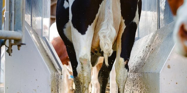 Dauerbrenner Mortellaro: Das Klauenbad hilft bei der Bekämpfung. Wichtig ist auch Vorsicht beim Tierverkehr.(Bild Johanna Bossart /«die grüne»)