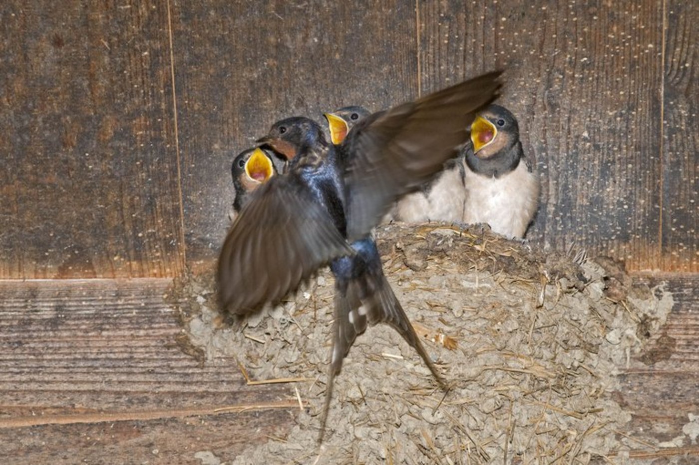 Eine Rauchschwalbe füttert ihren Nachwuchs. (Bild Daniel Hubacher/landwirtschaft.ch)