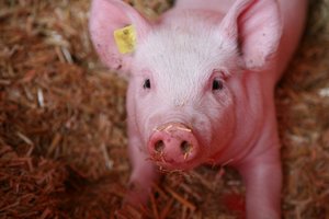 Studie: Die Rechnung geht beim Label-Fleisch nicht auf Die Tierwohlprämie deckt in der Schweinemast nur 91 % der Kosten der IP-Suisse-Betriebe. (Bild Agroscope)