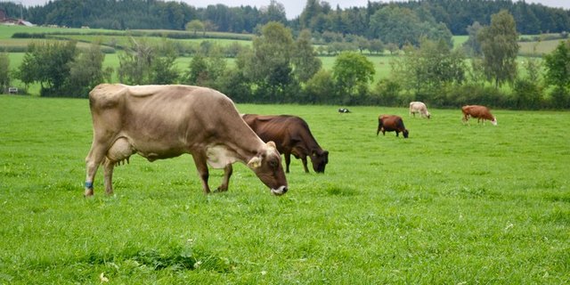 Junges Weidegras im ersten Aufwuchs ist generell arm an Magnesium. (Bild Jasmine Baumann)