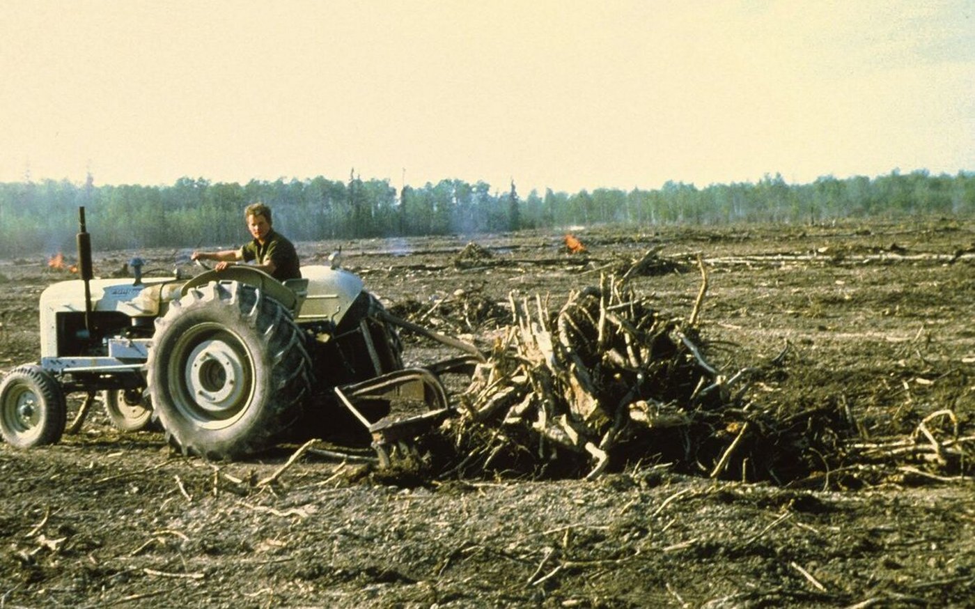 Harter Job auf 60 Hektaren: Paul Altwegg, ein Cousin der Mutter der Autorin, beim Wurzelnsammeln in den 1960er-Jahren. Aus Sicht der Kinder wollte diese mühselige Arbeit kein Ende nehmen. 