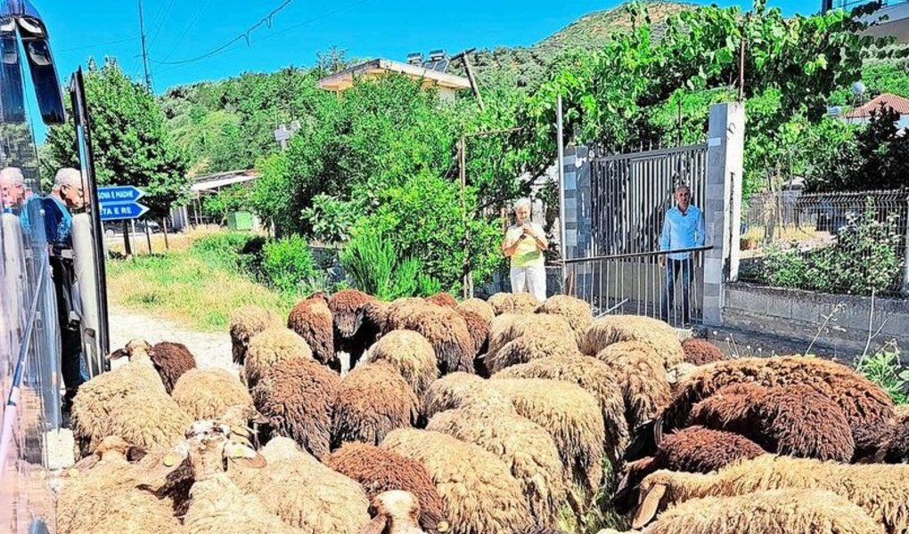 Die Schafhaltung ist ein wichtiger landwirtschaftlicher Wirtschaftszweig in Albanien. Auf der Leserreise entwickelte sich ein Running Gag zum Thema Schafe. 