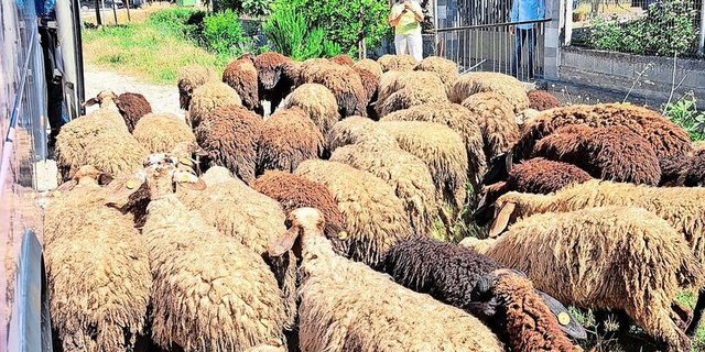 Die Schafhaltung ist ein wichtiger landwirtschaftlicher Wirtschaftszweig in Albanien. Auf der Leserreise entwickelte sich ein Running Gag zum Thema Schafe. 