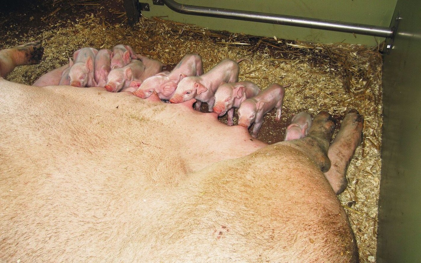 Weil die Kolostrummenge der Sau mehr oder weniger konstant ist und nicht von der Wurfgrösse abhängt, muss das Management darauf achten, dass alle Saugferkel genug bekommen.