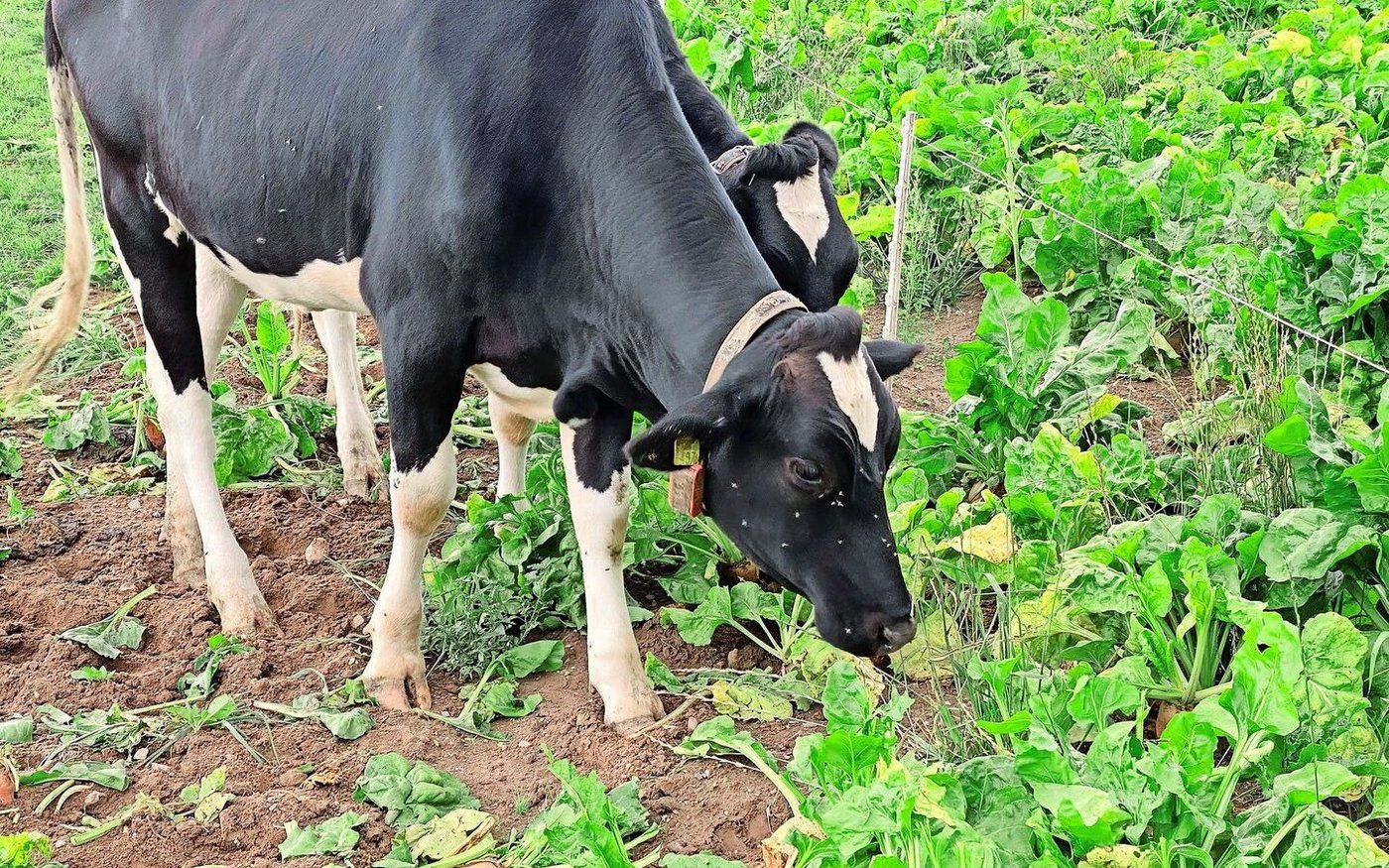 Wenn bei Hitze nichts mehr wächst, nützt die beste Weidetechnik nichts. Grasalternativen sind Sudangras, Sorghum oder Futterrüben (Bild). 