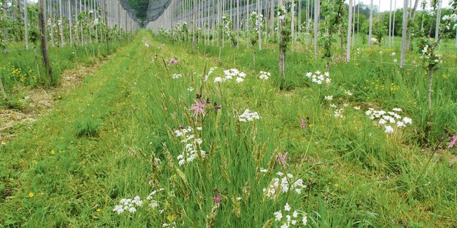 Jährlich blühen in den Fahrstreifen von Stefan Müllers und Jenny Dornigs Obstanlage verschiedene Dolden- und Schmetterlingsblütler sowie Milchkräuter und Rosettenbildner in den buntesten Farben. (Bild FiBL)