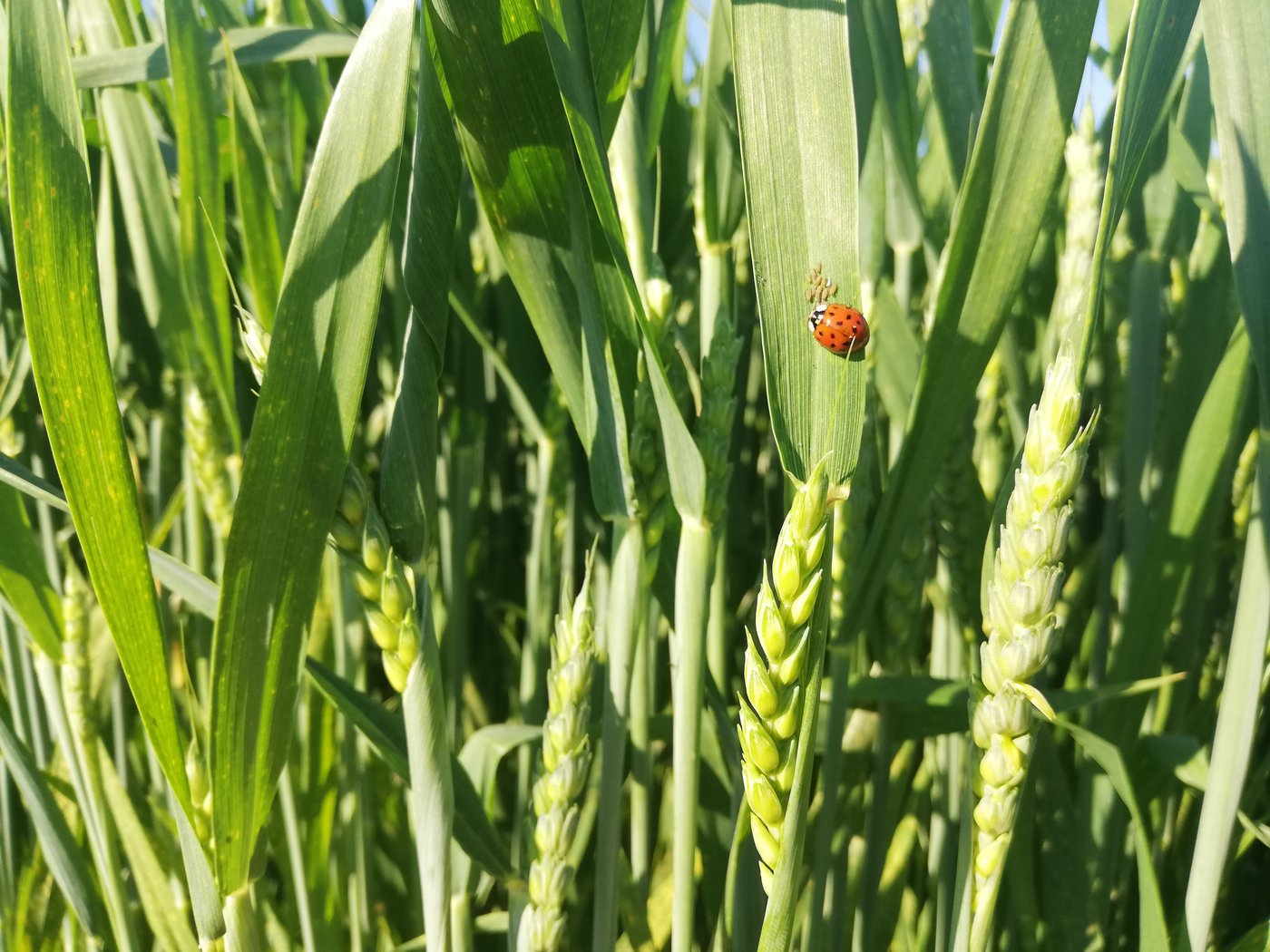 Marienkäfer und andere Nützlinge helfen z. B. im Weizen bei der Blattlausregulation. Von einer verfrühten Behandlung ist abzuraten, da sie den Nützlingen die Nahrungsgrundlage entzieht. (Bild Wallierhof)