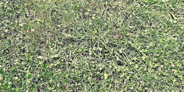 Während einer Trockenphase sollten Weideflächen vergrössert und die Rotationsdauer verlängert werden.   