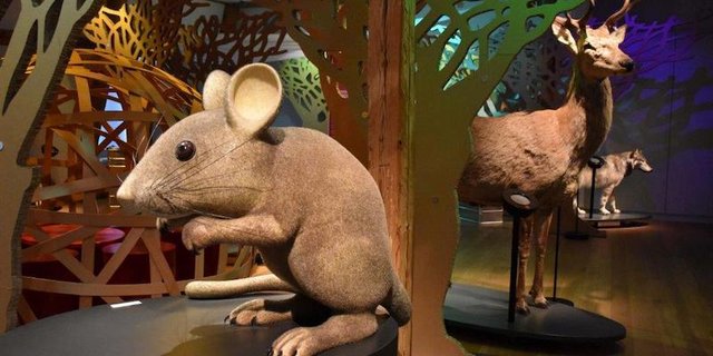 Ein Blick in die Sonderausstellung «Grimms Tierleben» im Schloss Landshut. (Bild Schloss Landshut)