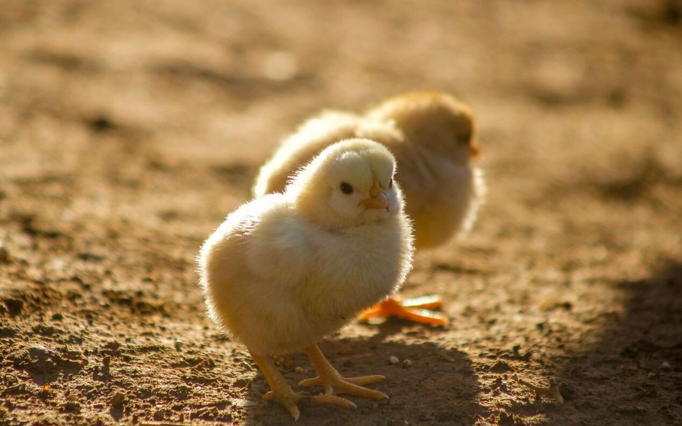 Viele der Bruderhähne werden in Polen gemästet. Deutsche Mastbetriebe haben keinen Platz für sie.