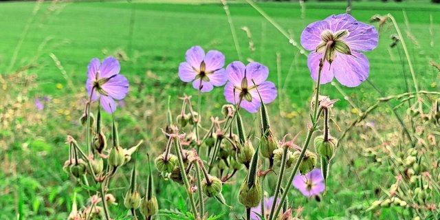 Was genau zu tun ist, um die Biodiversität in der Schweiz wirksam zu fördern, sorgt weiterhin für Diskussionen.