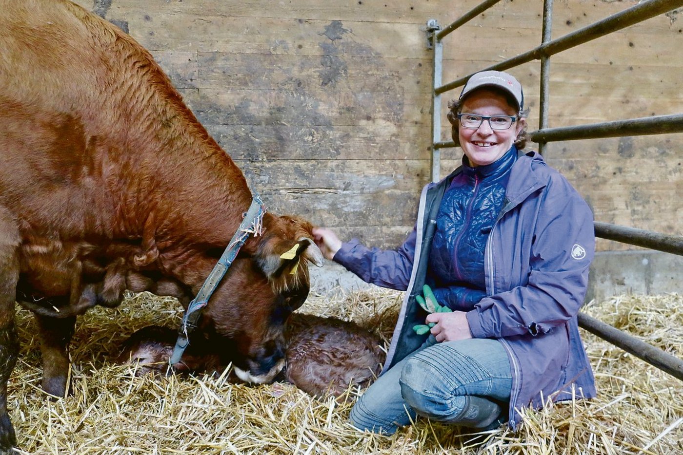 Die 16-jährige Kuh Jolie hat während des Porträttermins ein gesundes Stierkalb zur Welt gebracht. Die Autorin durfte ihm einen Namen geben. Sie hat den Kleinen Joni getauft. (Bilder Esther Thalmann)
