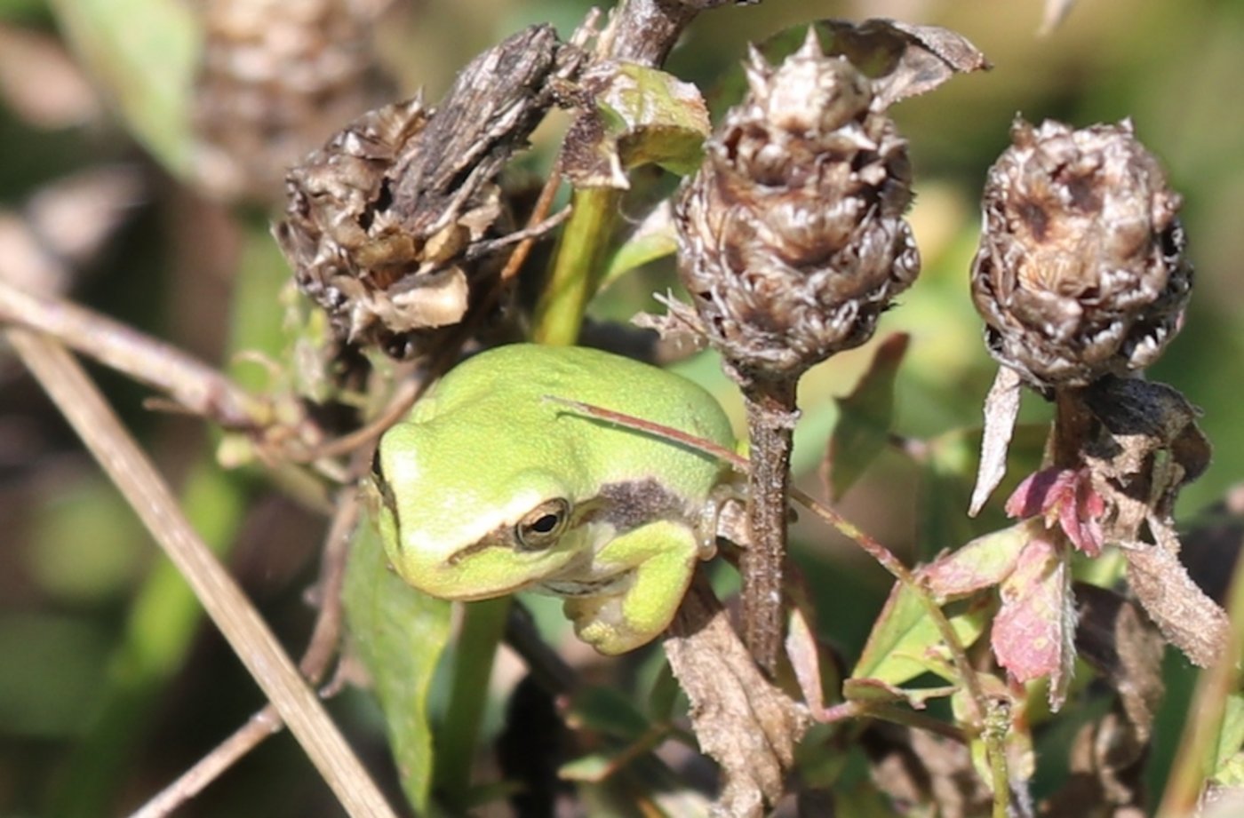 Laubfrosch.