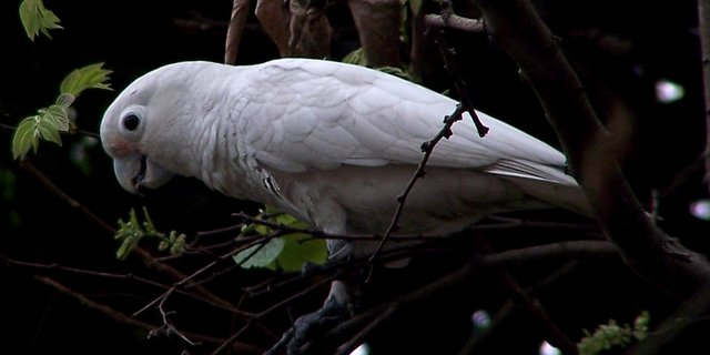 Goffin-Kakadus bauen keine Nester, sondern suchen sich bereits existierende Baumhöhlen zum Brüten. (Bild Wikimedia)