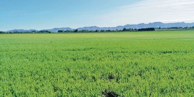 Die Erntesaison in Argentinien steht bald bevor. Noch sieht der Bio-Dinkel gut aus, aber wenn nicht bald Regen kommt, kann Egon Tschol nicht mit einer guten Ernte rechnen.